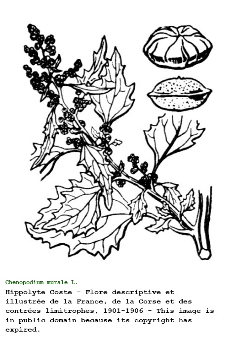 Chenopodium murale L.